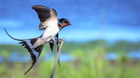 Swallow In Flight Over A Serene Branch