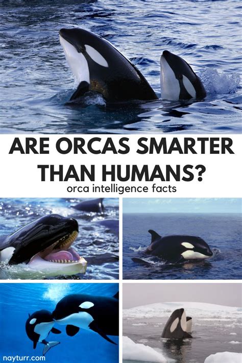 Are Orcas Smarter Than Humans? Orca Intelligence Facts – Nayturr