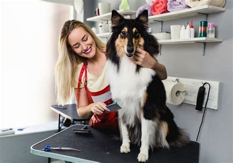 Curso de Peluquería Canina SEPE 2024 FP Peluquería canina