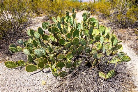 Prickly Pear Cactus in Arizona Desert Stock Photo - Image of pads ...