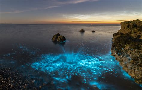 Bioluminescence Where To Go To See This Incredible Natural Display