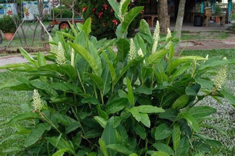 Organic Lesser Galangal Alpinia Officinarum Plant C Y Etsy