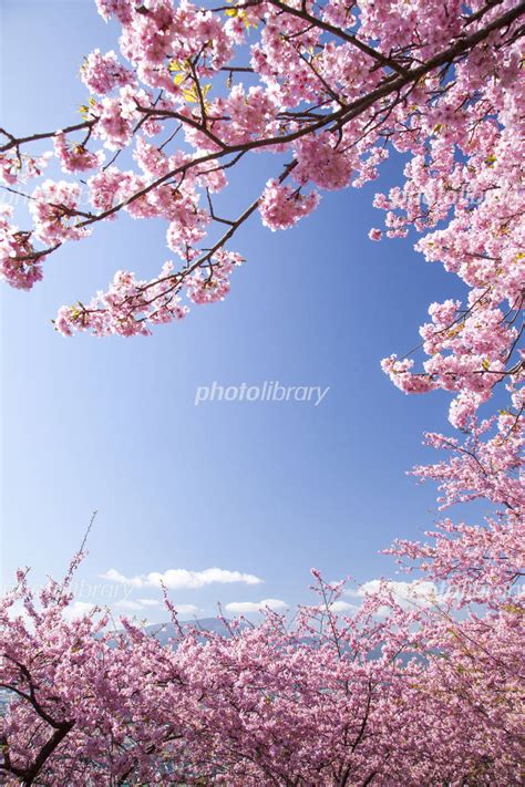 河津桜と青空 写真素材 2352893 フォトライブラリー Photolibrary