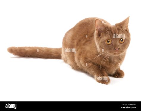 Cinnamon British Shorthair Cat Laying Studio Stock Photo Alamy