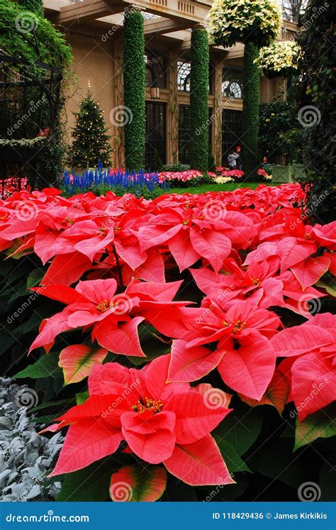 Poinsettias Bloom In An Atrum Editorial Photo Image Of Exterior