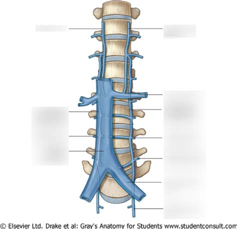 Venous Drainage Of Abdominal Wall Diagram Quizlet