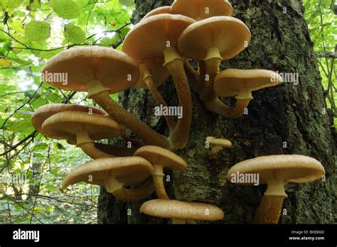 Hongos en el tronco de un árbol hongo Armillaria mellea miel Fotografía