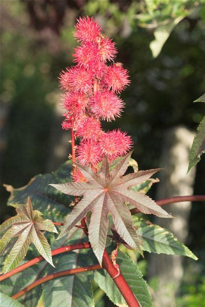 Ricinus Communis L Pr Servons La Nature