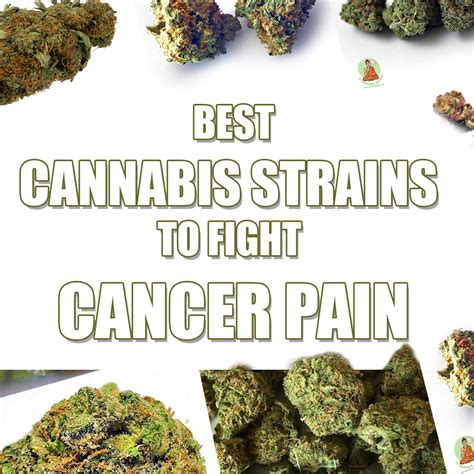 Top 8 Cannabis for cancer Strains | Best cannabis for cancer pain strains