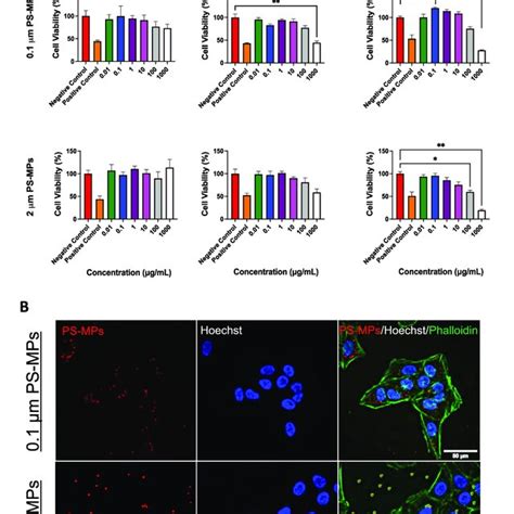 Mtt Assay And Localization Of Ps Mps In Cells A Mtt Assay To Assess