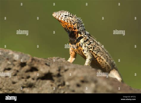 Lagarto De Lava Microlophus Albemarlensis Santa Cruz Parque Nacional