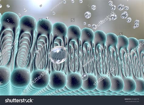 Cell Membrane Lipid Bilayer Digital Illustration Of A Diffusion Of