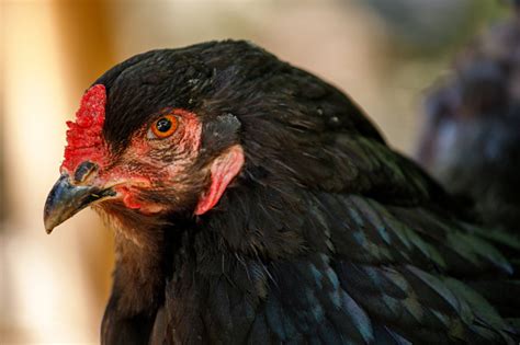 View Of Araucana Gallina Mapuches Domestic Hen On The Farm Stock Photo