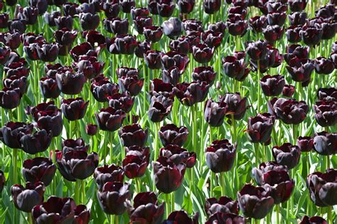 15 pictures to inspire you to see the tulips at the Keukenhof gardens ...