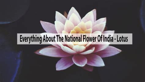 Know Everything About The National Flower Of India Lotus Knosten