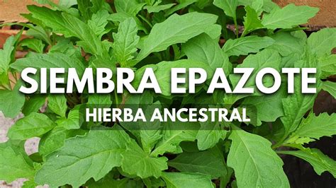 Cómo sembrar EPAZOTE en maceta hierba aromática milenaria de fácil