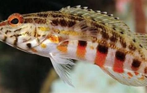 Lantern Basslet Basslets Serranus Baldwini Tank Facts