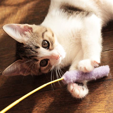 【おじさまと猫番外編】野生の猫じゃらし。おじさまのお土産にふくまる大興奮！目がおかしなことに