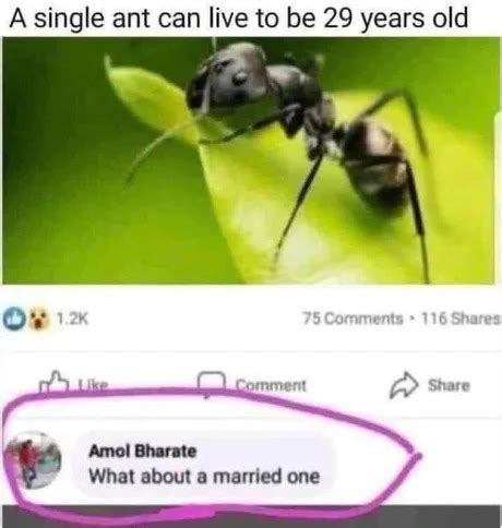 A Single Ant Can Live To Be 29yo Meme Subido Por 1Kingsith Memedroid