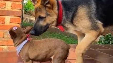 Tutora Viraliza Ao Mostrar Rela O De Cadela Pinscher E Pastor Alem O