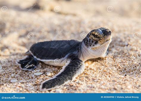 Cute Hatchling Baby Hawksbill Sea Turtle Eretmochelys Imbricata