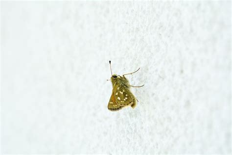 100+ Free Comma & Nature Images - Pixabay