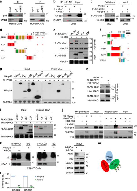 Zeb Interacts With P And Hdac To Form A Trimetric Complex A