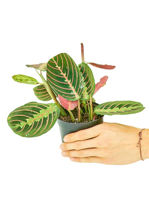 Red Prayer Plant, Small – Plants for Pet Parents