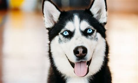 Cute Baby Huskies With Blue Eyes