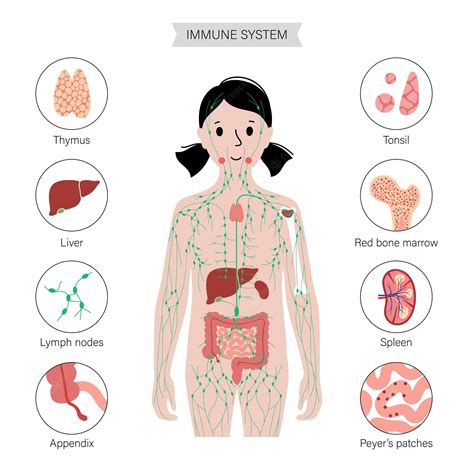 Sistema linfático en el cuerpo humano. | Vector Premium