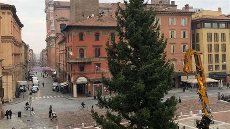 Bologna l albero di Natale è arrivato in piazza del Nettuno