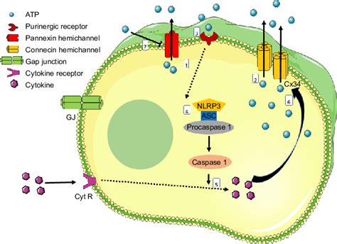 Simplified diagram of the cell membrane channels associated with ATP ...