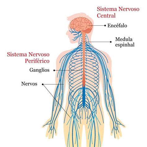 O Que S O Exames Complementares Em Neurologia Saiba Tudo