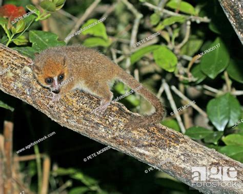 Brown Mouse Lemur Microcebus Rufus In Its Natural Habitat On