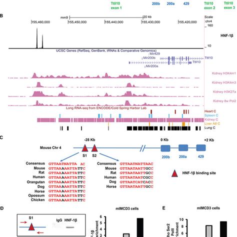 The HNF 1 Binding Sites Are Located Within A Functional Promoter A