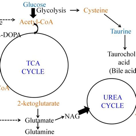 Schematic Of Acetylcholine Biosynthesis In The Central Nervous System