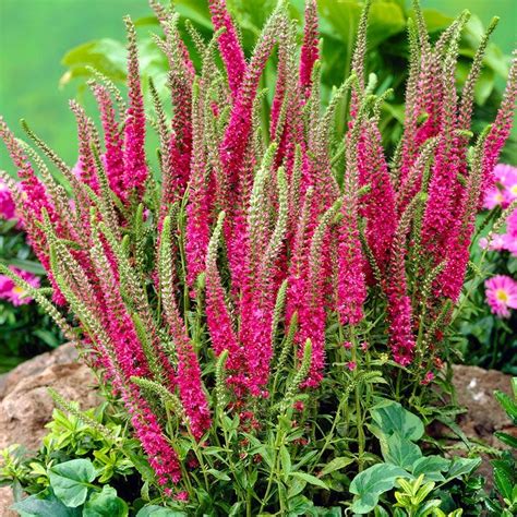 Red Fox Veronica spicata, Speedwell | American Meadows