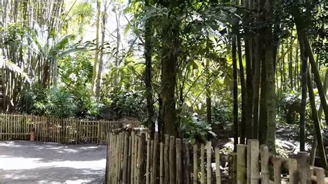 The Oasis Exhibits, Disney's Animal Kingdom, Walt Disney World Resort ...