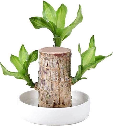 Mini Brazil Lucky Wood Brazilian Wood Tree Brazilian Wood Decor