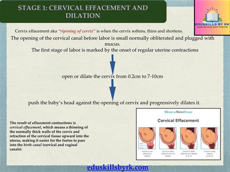 Ppt Parturition Powerpoint Presentation Free Download Id12369246