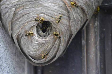 Yellow Jacket Removal - Hogarth's Pest Control in Northern Michigan