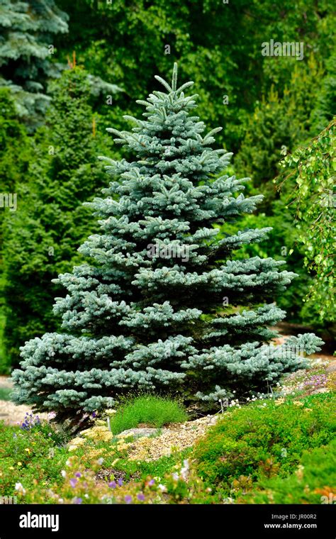 Evergreen Boughs Hi Res Stock Photography And Images Alamy