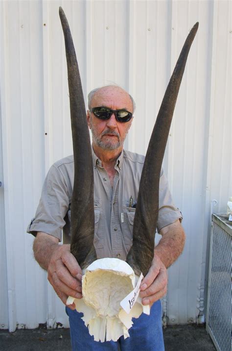 African Female Cow Eland Skull Plate With 23 12 And 23 34 Inches Horns