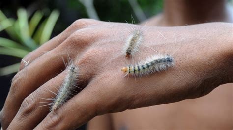 The Most Poisonous Caterpillar In The World