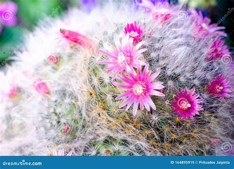 Beautiful Pink Flower Mammillaria Mbocasana Poseig In Pot Stock Image