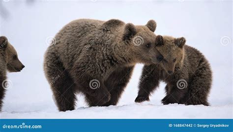 She-Bear and Bear Cubs in the Snow. Stock Photo - Image of european, outdoors: 168847442