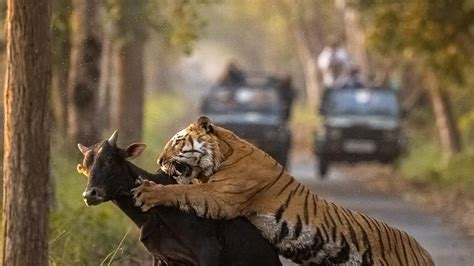 Hyderabad Wildlife Photographer Captures Rare Moment From Up Tiger Reserve The Hindu