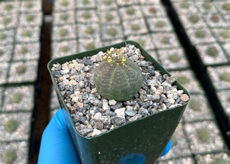 Euphorbia Obesa Baseball Plant Rare Succulent Live Plant In Pot Etsy