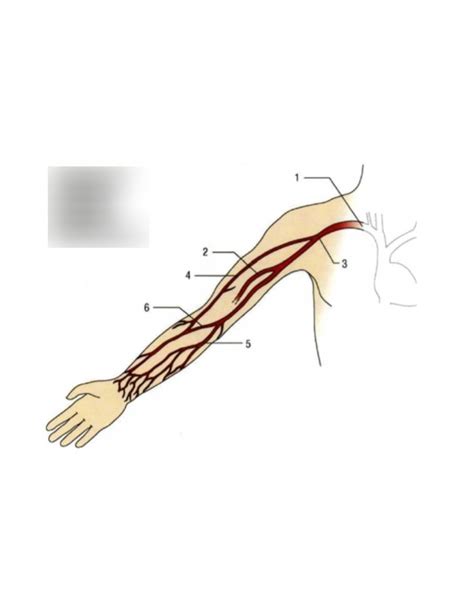 Arm Veins Diagram | Quizlet