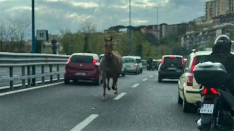 Cavallo Contromano In Tangenziale A Napoli Il Fatto Vesuviano